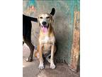 Ivy, Labrador Retriever For Adoption In Collegeville, Pennsylvania