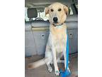 Mango, Labrador Retriever For Adoption In Collegeville, Pennsylvania