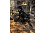 Buddy, Labrador Retriever For Adoption In Marianna, Florida