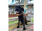 Simon, Labrador Retriever For Adoption In Collegeville, Pennsylvania