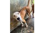 Rose, Labrador Retriever For Adoption In Collegeville, Pennsylvania