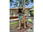 Isaac, Labrador Retriever For Adoption In Collegeville, Pennsylvania