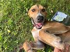 Lily, Labrador Retriever For Adoption In Collegeville, Pennsylvania