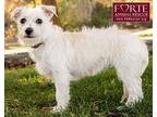 Bunny, Terrier (unknown Type, Small) For Adoption In Marina Del Rey, California