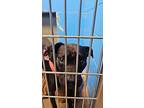 Watson, Labrador Retriever For Adoption In Defiance, Ohio