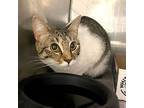 17286, Domestic Shorthair For Adoption In Monroe, Georgia