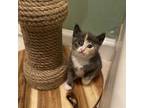 Nutmeg, Domestic Shorthair For Adoption In Troy, Virginia