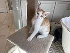 Clove, Domestic Shorthair For Adoption In Troy, Virginia