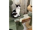 Otter Pop, Domestic Shorthair For Adoption In Phoenix, Arizona