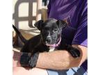 Misty, American Pit Bull Terrier For Adoption In Chantilly, Virginia
