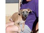 J Pup Joe/smoke, American Pit Bull Terrier For Adoption In Chantilly, Virginia