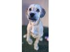 Boris, Terrier (unknown Type, Medium) For Adoption In Phoenix, Arizona