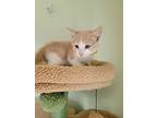 Whiskey - Tipsy Crew, Calico For Adoption In Phoenix, Arizona