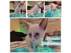 Thunder - Weather Litter, Domestic Mediumhair For Adoption In Phoenix, Arizona