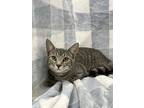 Andy, Domestic Shorthair For Adoption In Columbus, Ohio