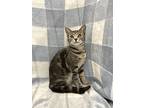 Jessie, Domestic Shorthair For Adoption In Columbus, Ohio