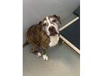 Gertie, American Pit Bull Terrier For Adoption In Wake Forest, North Carolina