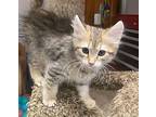 Stormy, Hailey & Rainier, Domestic Shorthair For Adoption In San Luis Obispo