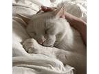 Stormy, Domestic Shorthair For Adoption In Toronto, Ontario