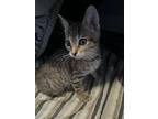 Champ, Domestic Shorthair For Adoption In Ferndale, Michigan