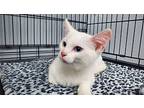 Snow, Siamese For Adoption In Keokuk, Iowa