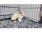 Kona, Siamese For Adoption In Keokuk, Iowa