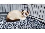 Houdini, Siamese For Adoption In Keokuk, Iowa