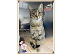 Valentina, Domestic Shorthair For Adoption In Orangeville, Ontario