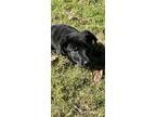 Clover, Labrador Retriever For Adoption In Fishkill, New York