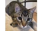 Pepon, Domestic Shorthair For Adoption In Edmonton, Alberta