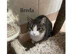Breda (24-954), Domestic Shorthair For Adoption In Seven Valleys, Pennsylvania