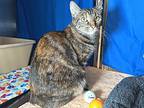 Bebe, Domestic Shorthair For Adoption In Sherwood, Oregon