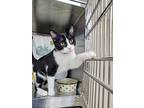 Gonzo, Domestic Shorthair For Adoption In Sherwood, Oregon