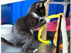 Maytag, Domestic Shorthair For Adoption In Sherwood, Oregon