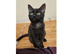 Prue, Domestic Shorthair For Adoption In Sherwood, Oregon
