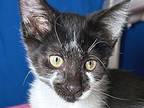 Whirlpool, Domestic Shorthair For Adoption In Sherwood, Oregon