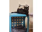 Tika, Domestic Shorthair For Adoption In Sherwood, Oregon
