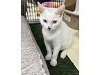 Miracle, Domestic Shorthair For Adoption In Stockton, California