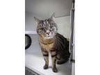 Jasper, Domestic Shorthair For Adoption In St. Paul, Minnesota