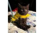 Aisha, Domestic Shorthair For Adoption In St. Paul, Minnesota