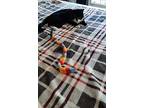 Charlie, Domestic Shorthair For Adoption In Springfield, Virginia
