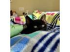 Chocolate Chip, Domestic Shorthair For Adoption In Roswell, Georgia
