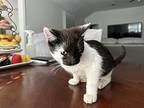 Domino, Domestic Shorthair For Adoption In Dallas, Texas
