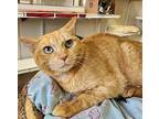 Karlach, Domestic Shorthair For Adoption In Fremont, Ohio