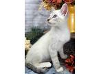Lewis, Siamese For Adoption In Ocean Springs, Mississippi