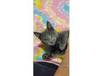 Apple Cider, Domestic Shorthair For Adoption In Roswell, Georgia
