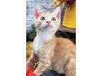 Clark, Domestic Shorthair For Adoption In Ocean Springs, Mississippi