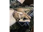 Charles, Domestic Shorthair For Adoption In Fort Collins, Colorado
