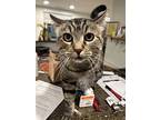 Mosey, Domestic Shorthair For Adoption In Fort Collins, Colorado