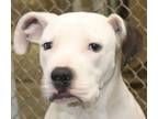 Doobie, Staffordshire Bull Terrier For Adoption In Forrest City, Arkansas